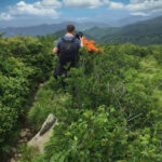 Flame azaleas landscape photography in Roan Mountain
