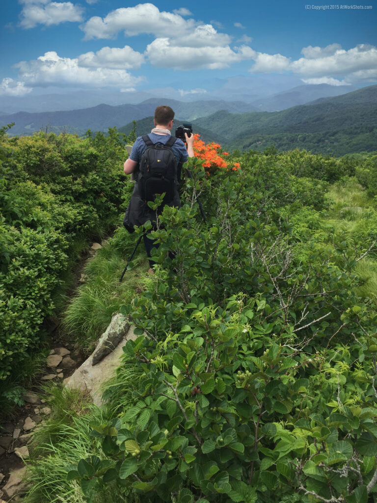 Flame azaleas landscape photography in Roan Mountain